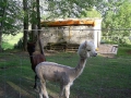 SAMSUNG DIGITAL CAMERA