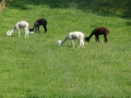 ACCCS_Landeron_156.jpg