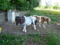 ACCCS_Landeron_157.jpg