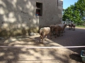 ACCCS_Landeron_167.jpg