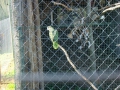 ACCCS_Landeron_171.jpg