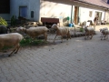 ACCCS_Landeron_202.jpg