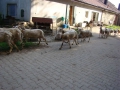 ACCCS_Landeron_203.jpg