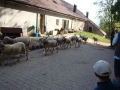 ACCCS_Landeron_204.jpg