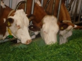 ACCCS_romainmotier2010-137.jpg