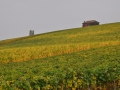 ACCCS_2010-10-09_008.jpg