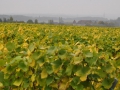 ACCCS_2010-10-09_009.jpg