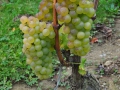 ACCCS_2010-10-09_010.jpg