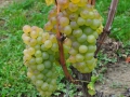 ACCCS_2010-10-09_011.jpg